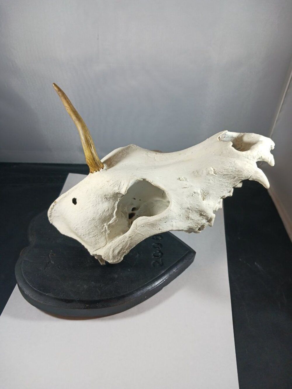 Mounted Muntjac Deer Skull - Picture 5 of 9